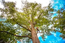 How Our Tree Care Process Works  in  Highland, MD